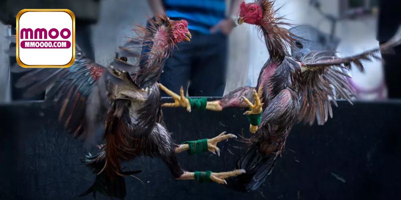 Đá gà cựa dao MMOO